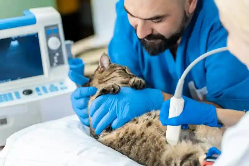 دراسة الطب البيطري في جامعة قبرص للعلوم الصحية والاجتماعية